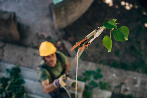 Best Professional Tree Care  in Laurie, MO